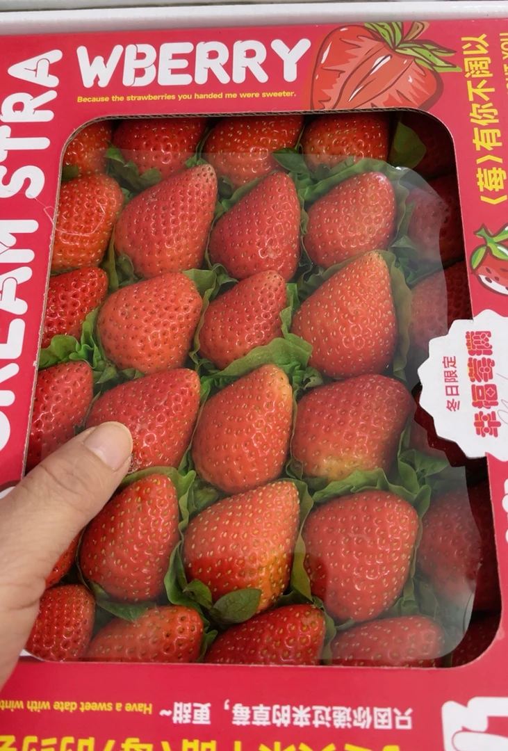 小牛奶油草莓约500克/盒草莓香味浓郁九分甜