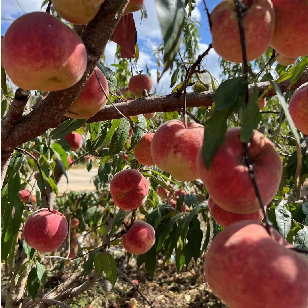 顺丰云南大理冬桃新鲜冬雪蜜桃3/5/8斤现摘自家果园新鲜整箱包邮