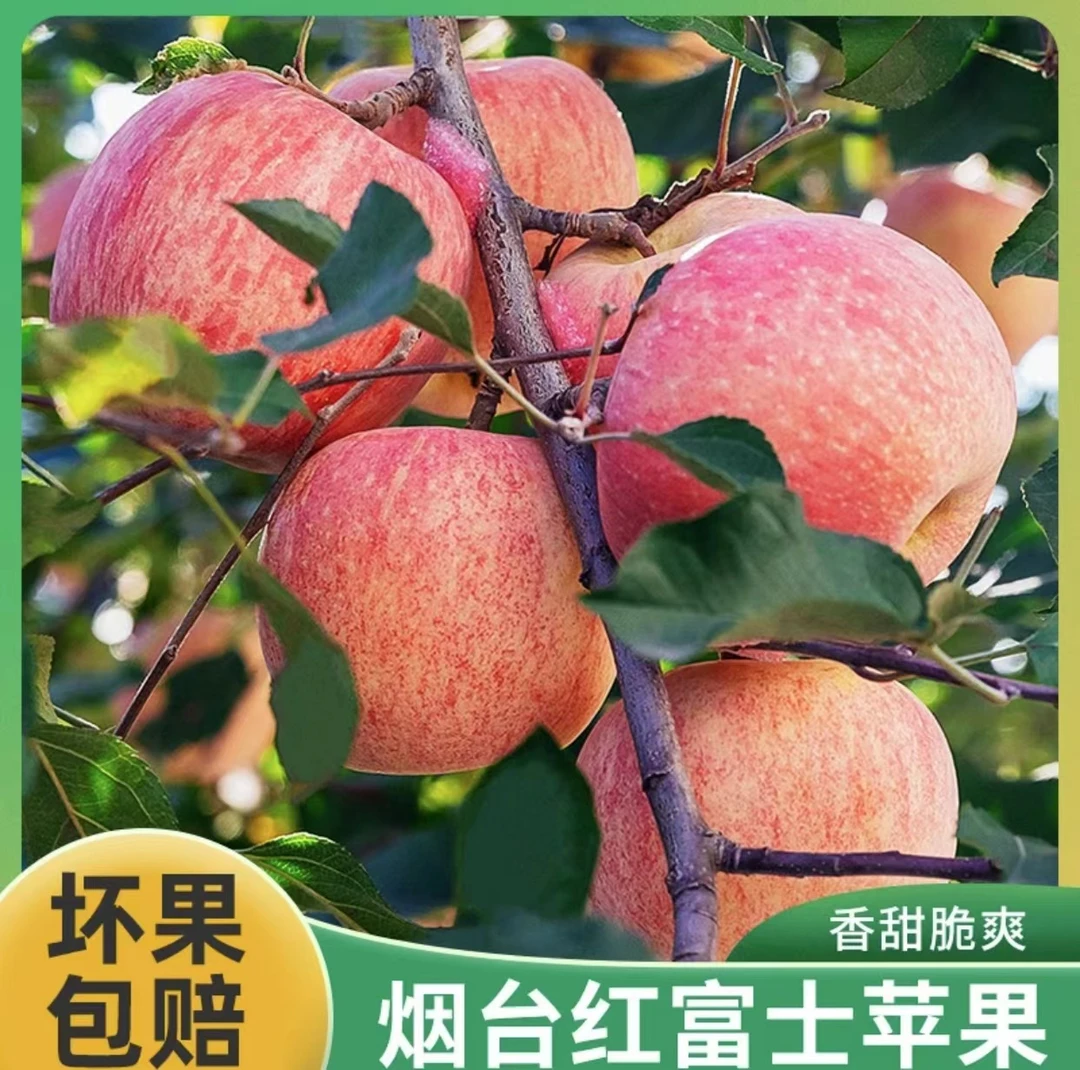 烟台红富士原产地直发脆甜看球多汁自然好吃爆汁水充足随机大苹果