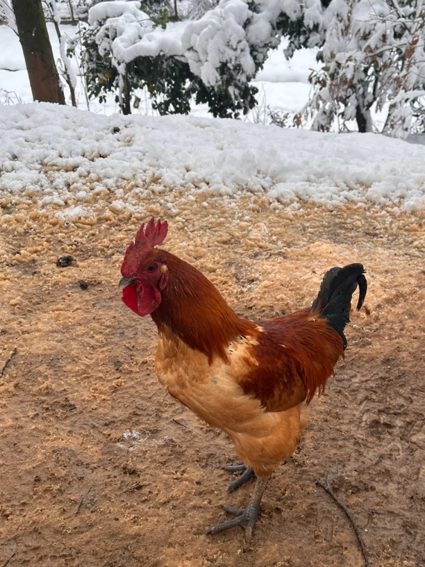 山林散养乌鸡（公鸡装）