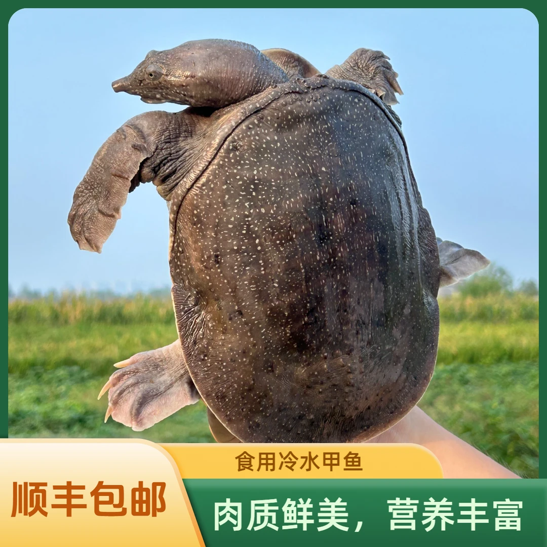 【4只装6-7斤】三只鲜活食用甲鱼水鱼老鳖、顺丰包邮包活包鲜