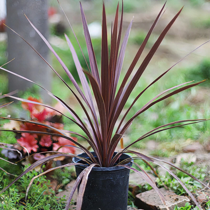 澳洲朱蕉红巨人盆栽大苗庭院阳台观叶多年生耐热耐寒花镜植物养护