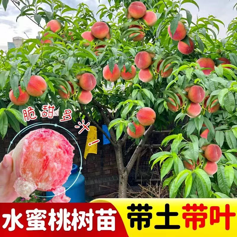 桃树苗嫁接树苗正宗血桃黄油蟠桃水蜜桃庭院盆栽四季果树水果苗