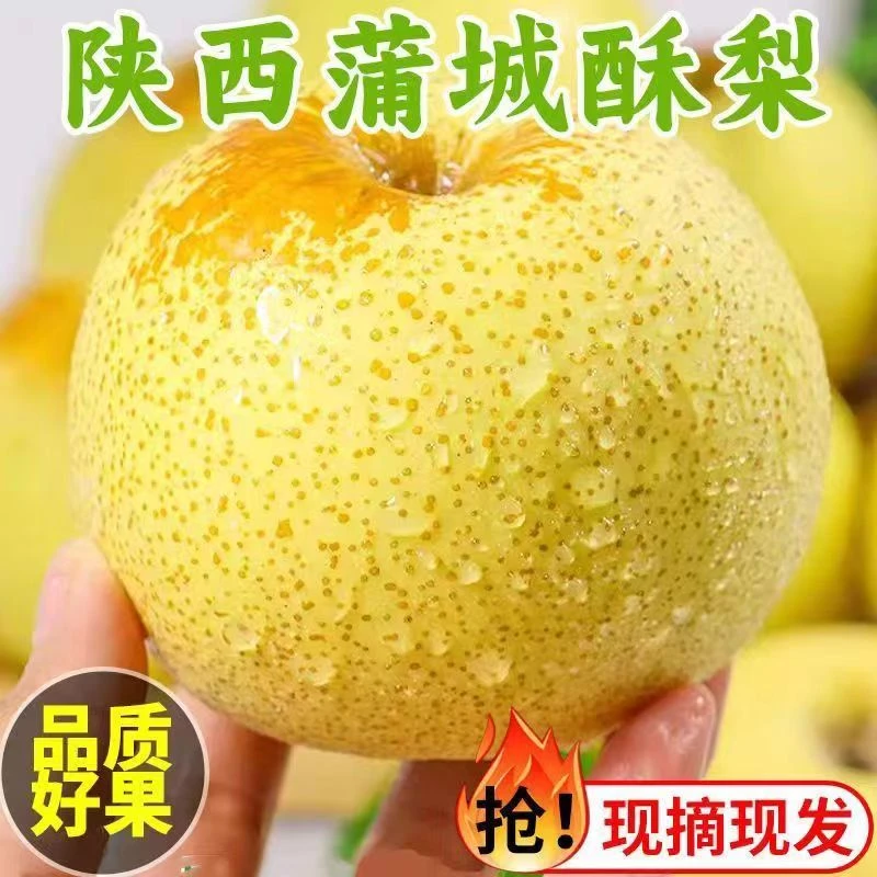 【现货现发】陕西蒲城酥梨带箱3斤薄皮香甜新鲜水果脆甜爽口F