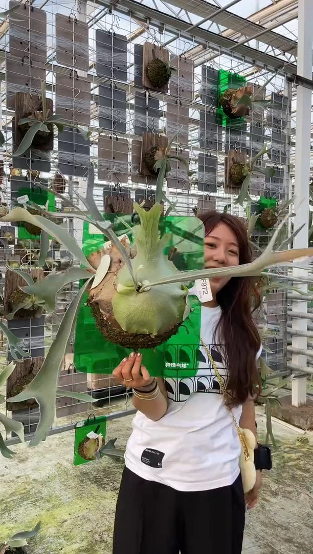 【闪购商品】F972-银鹿（大）