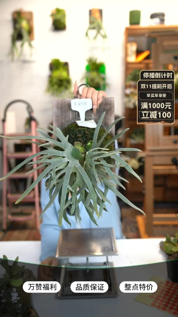 【闪购商品】F459-玉女（大）鹿角蕨