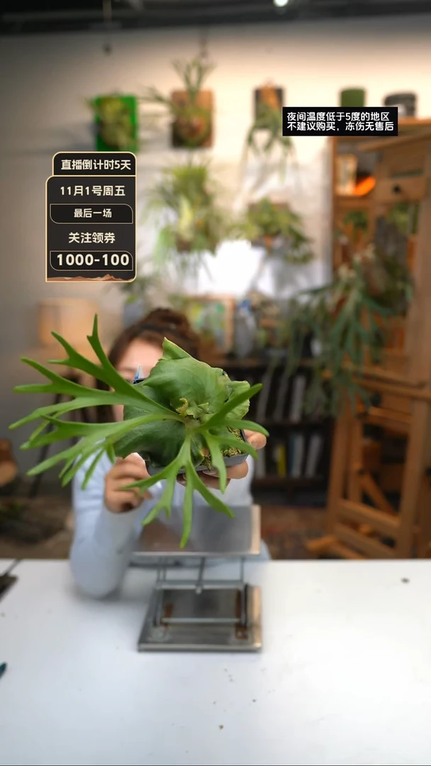 【闪购商品】F930-细叶亚皇（杯苗）