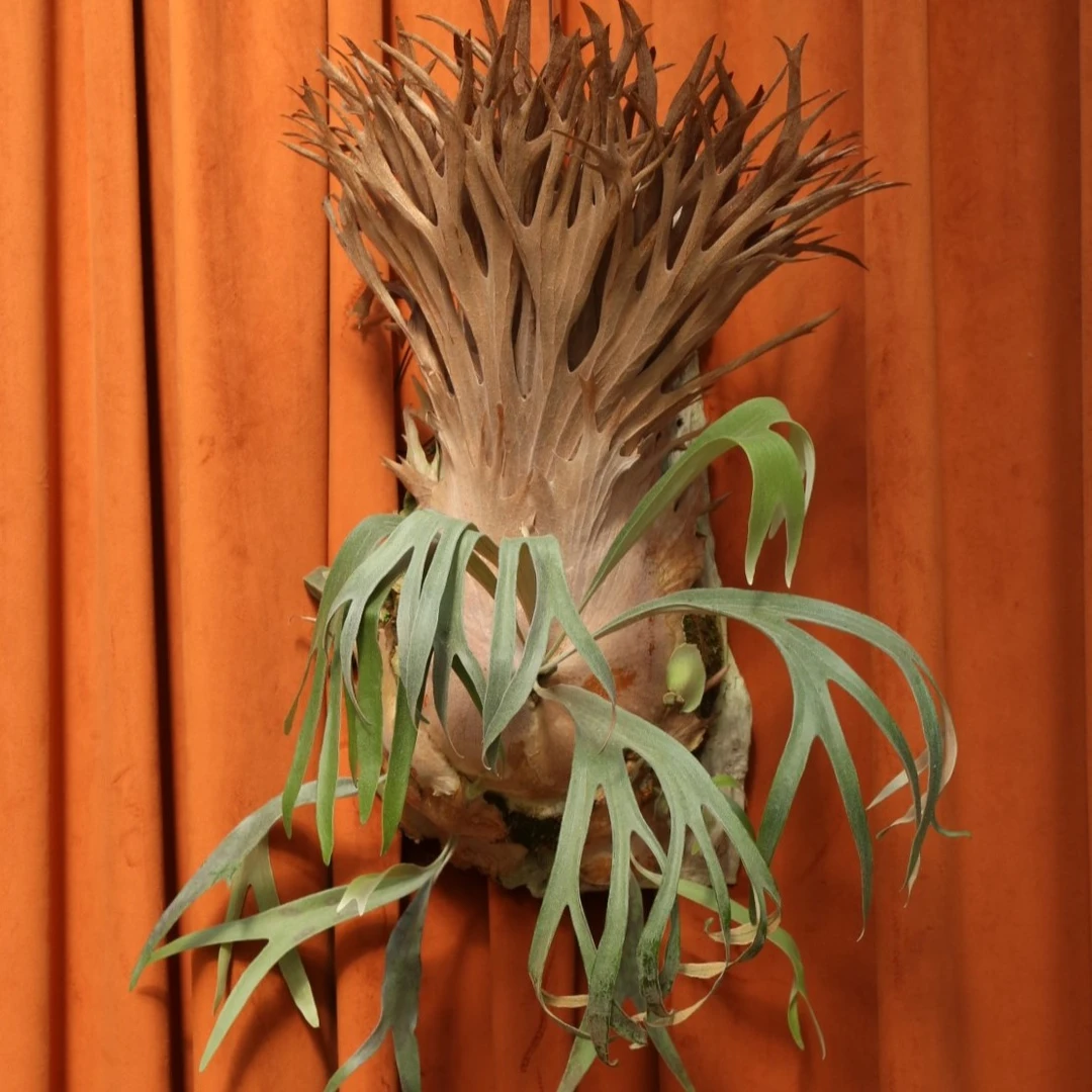 鹿角蕨【杯苗】挂墙植物 立体盆栽壁挂式绿植 或装饰品