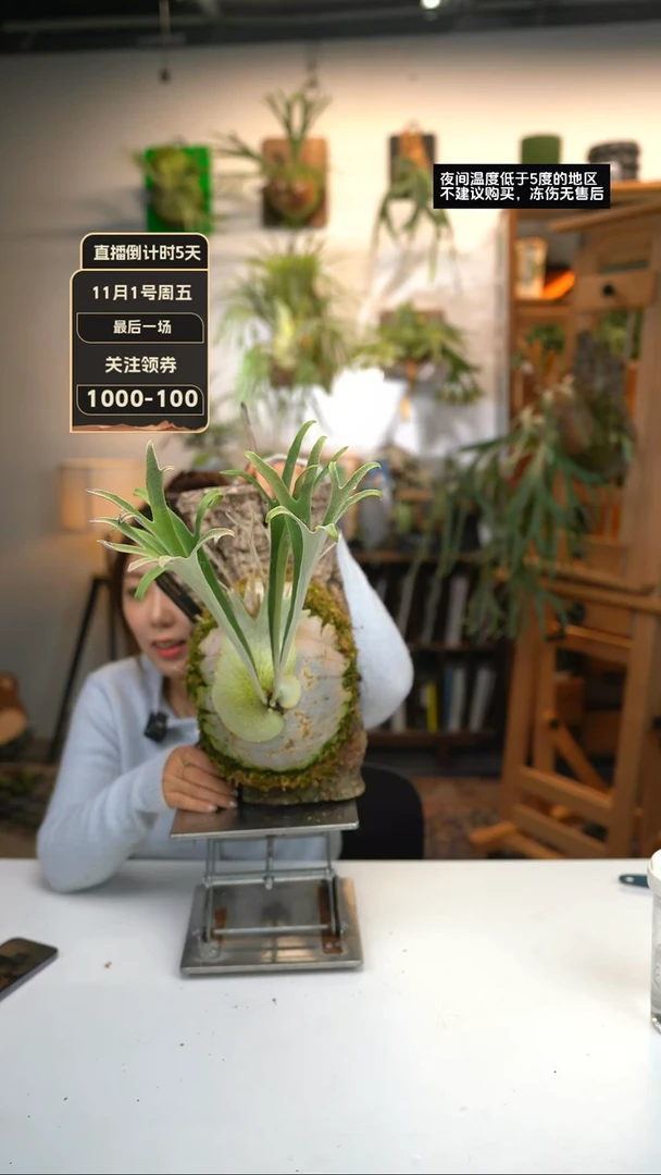 【闪购商品】F957-侏儒HF（母本