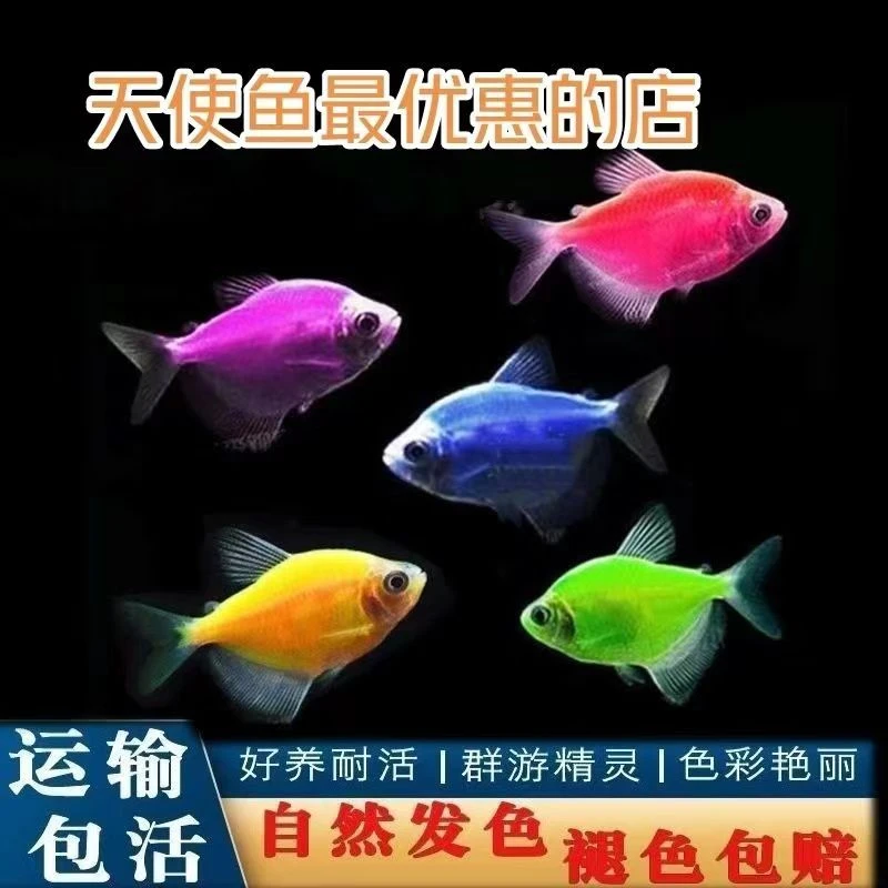 [荧光天使鱼]观赏小鱼斑马鱼耐活好养冰蓝热带鱼淡水鱼繁殖