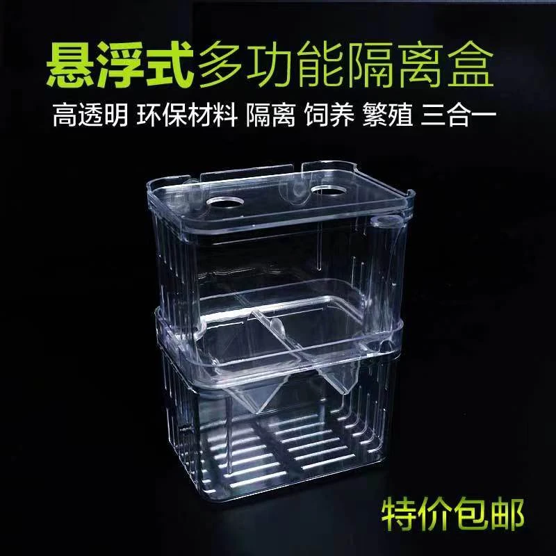 孔雀鱼繁殖隔离盒观赏小鱼斑马鱼耐活好养冰蓝热带鱼淡水鱼冷水鱼