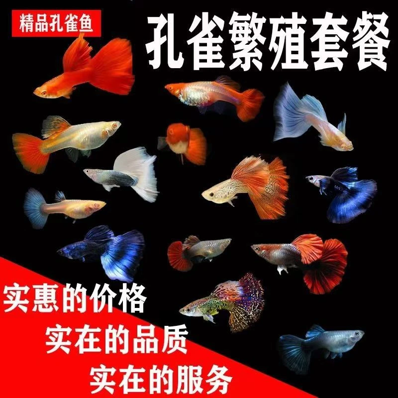 【精品孔雀鱼】2-3厘米可繁殖观赏鱼热带鱼淡水鱼小型鱼耐活