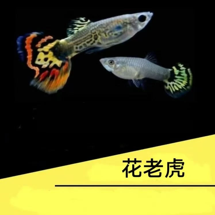 【花老虎】孔雀鱼可繁殖公母搭配2-3cm耐活好养小型淡水鱼
