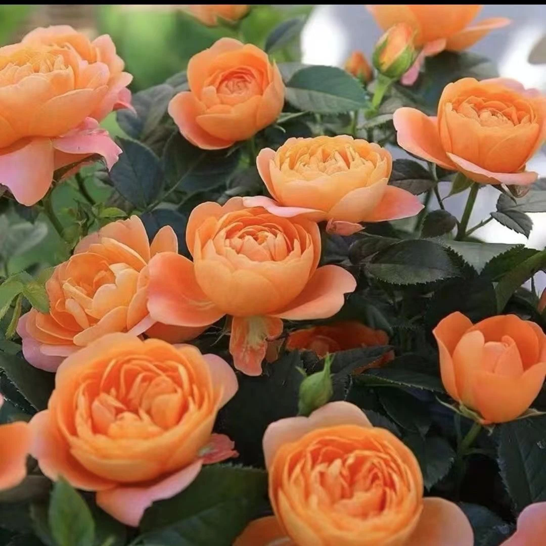 果汁阳台大花浓香型3加仑带花苞发货