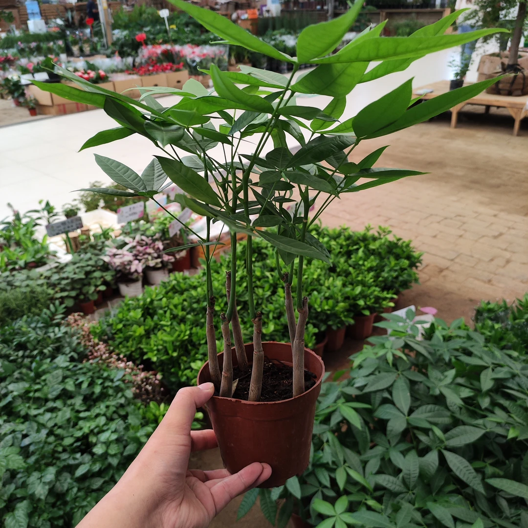 发财树六福发财盆栽绿植六枝枝条