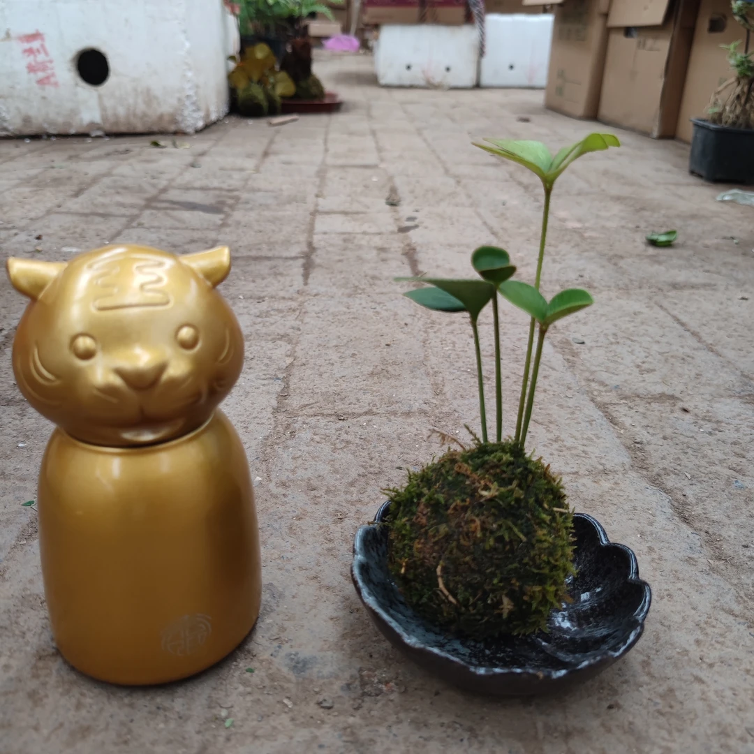 苔藓球四叶草绿植微景观桌摆迷你植物吸甲醛净化空气美观办公书房