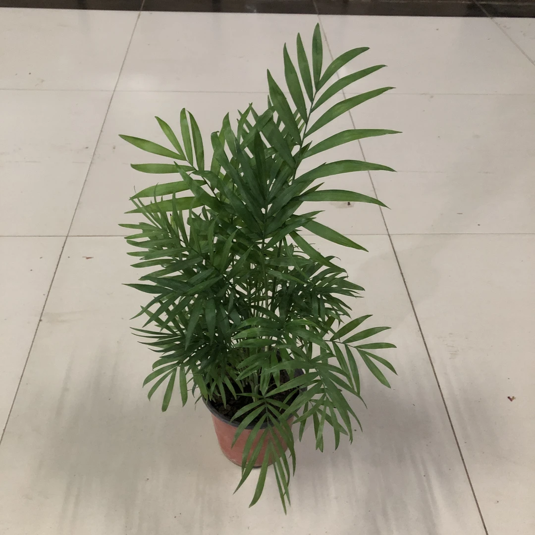 袖珍小椰子盆栽特价拍一发二