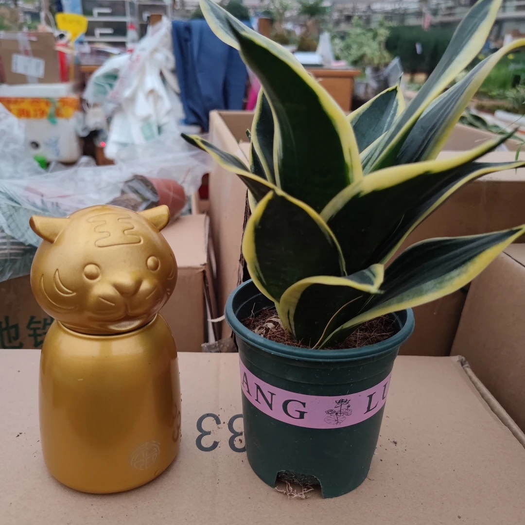 加仑盆虎皮兰 盆栽吸甲醛绿植耐旱卧室书房客厅办公室四季常青