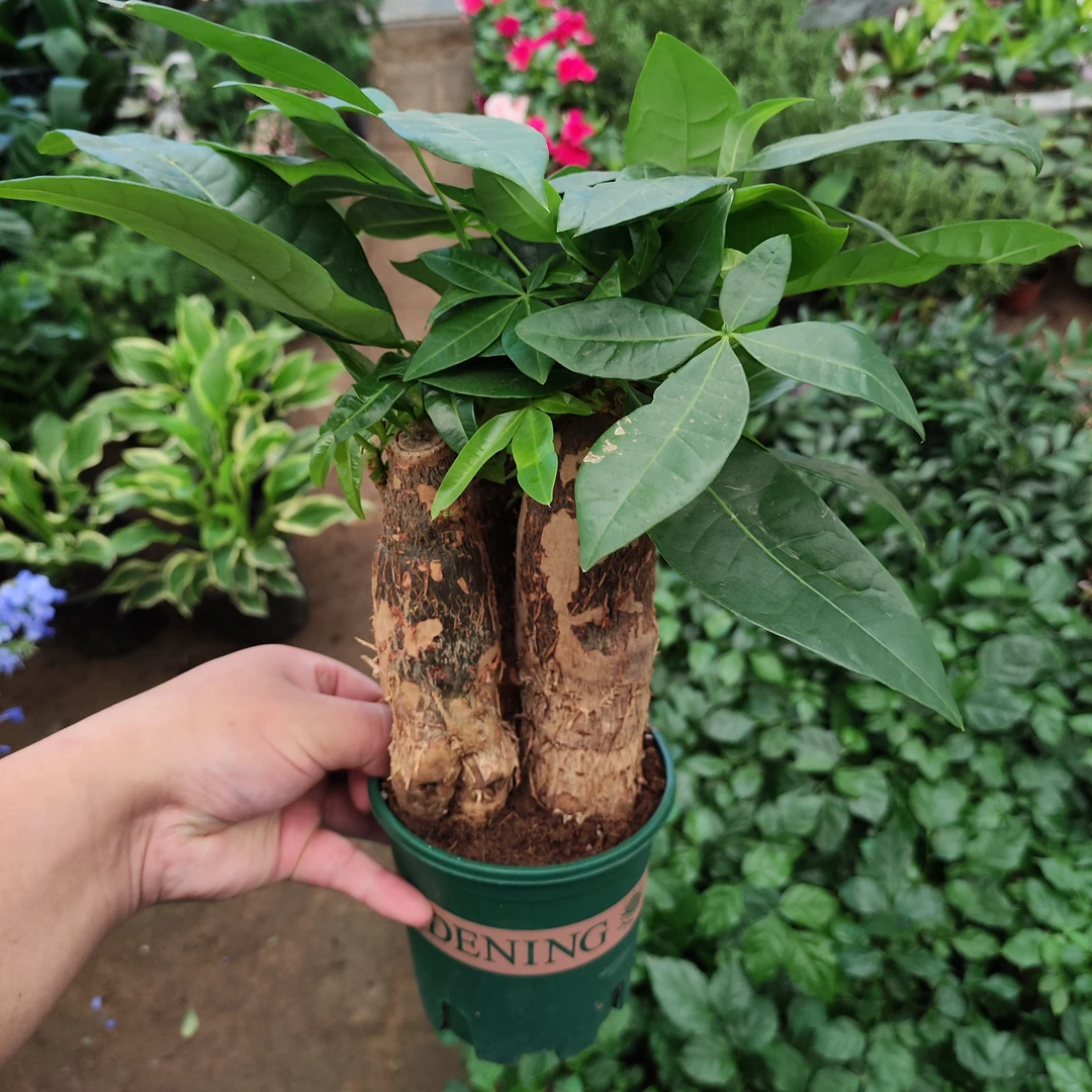 发财树三杆加仑盆盆栽绿植耐旱喜阴