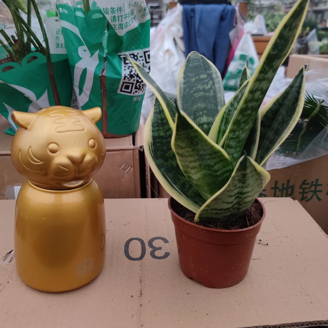 小红盆虎皮兰 绿植室内盆栽吸甲醛净化空气耐旱卧室 拍一发二