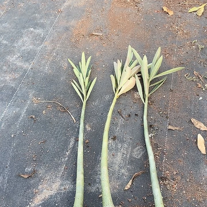 @****n沙漠玫瑰一物一拍