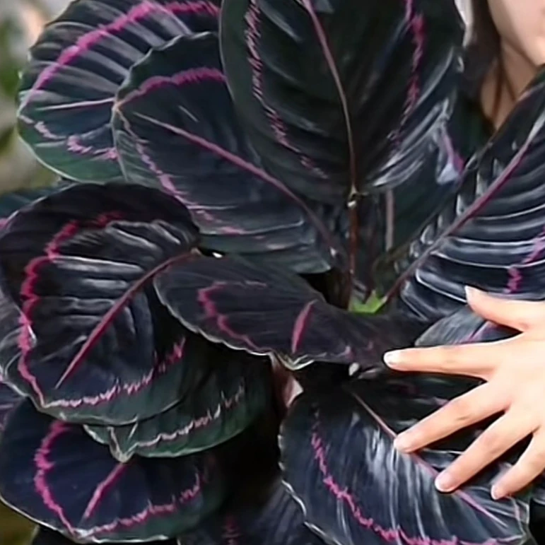 红美丽竹芋，室内绿植所见所得