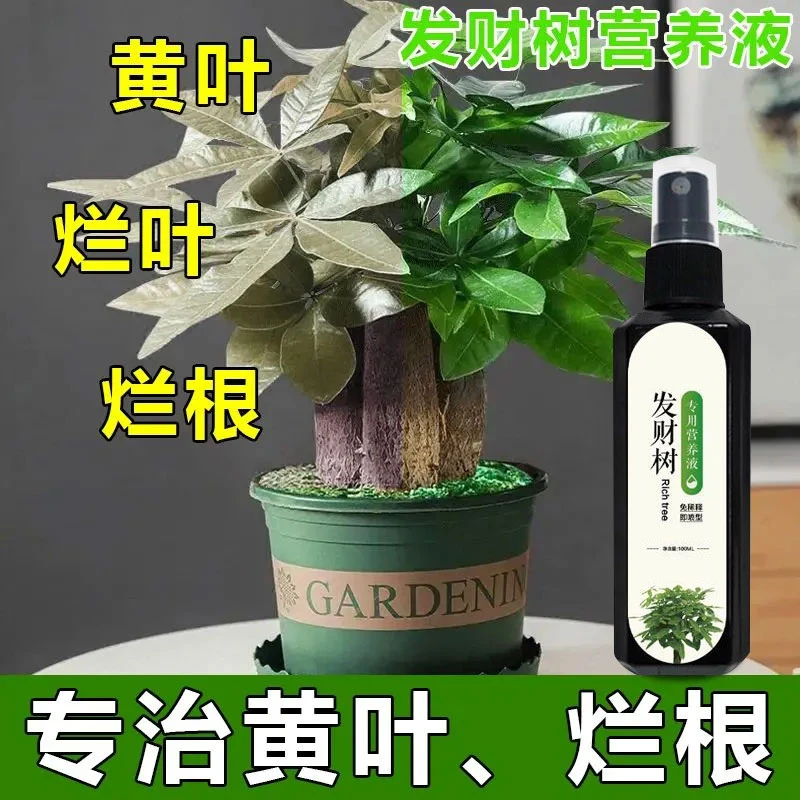 【快速发新芽】发财树专用营养液防黄叶掉叶沤根烂根免稀释家用肥料