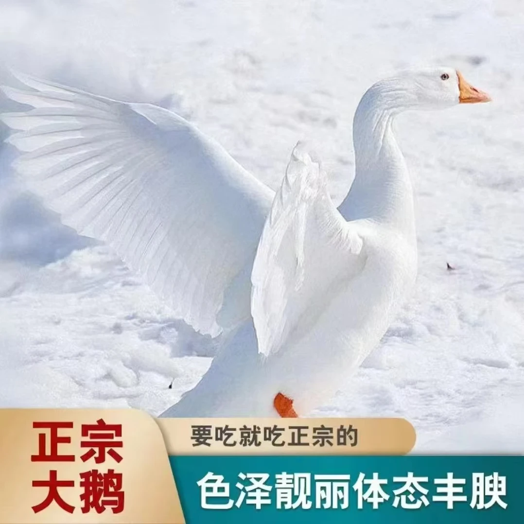 【正宗散养大白鹅】两只净重9-10斤带心带肝整只鹅肉顺丰到家