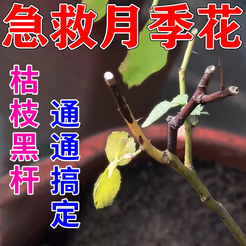 月季枯枝病专用药肥急救月季黑杆黄叶白粉黑斑肥料多菌菌灵杀菌剂