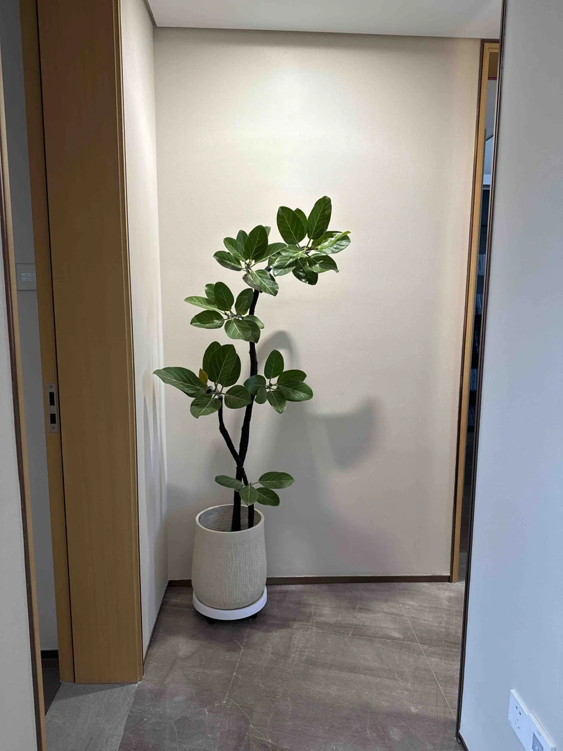 【高山榕】青叶橡皮树盆桩客厅绿植落地好养花卉室内植物