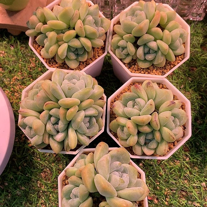 一物一拍，冰玉群一颗