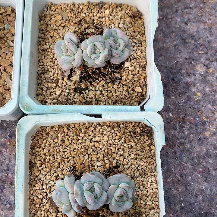 一物一拍，星影一字马两颗老庄