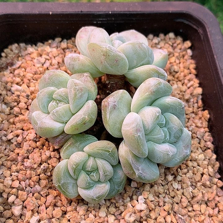 一物一拍，小脸冰玉