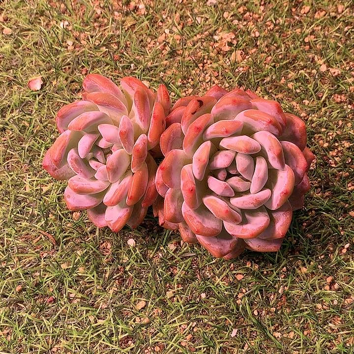 一物一拍，橙梦露飘枝
