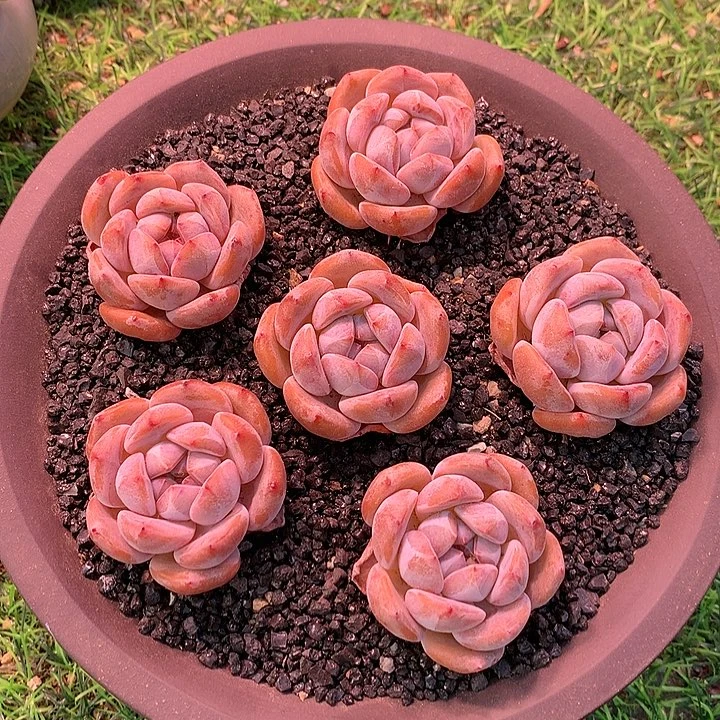 一物一拍，精控小脸单头6颗