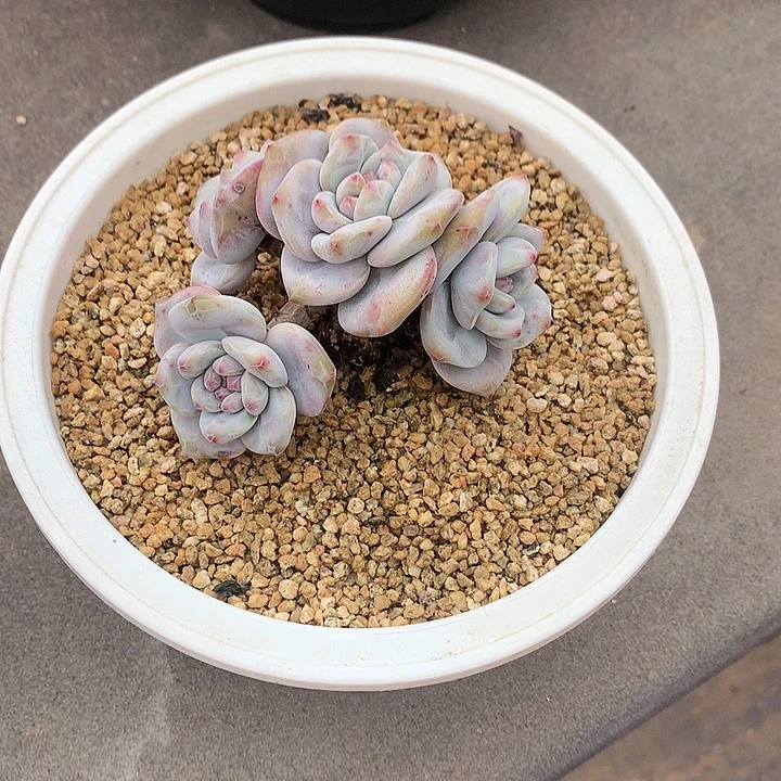 水*一物一拍，星影老庄群