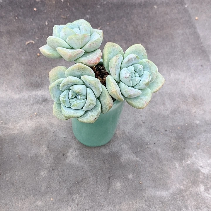 开**贝一物一拍，冰玉