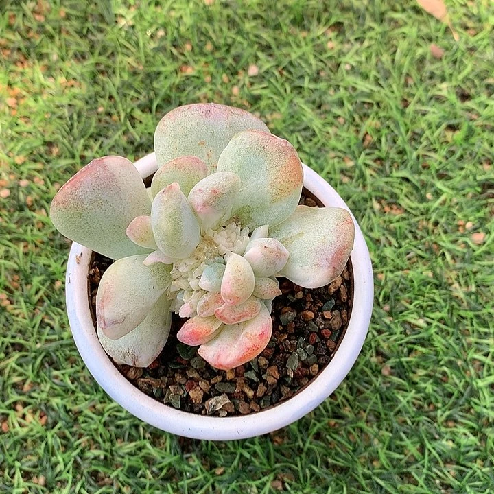 ❤️****一物一拍，冰玉缀化加锦和多头