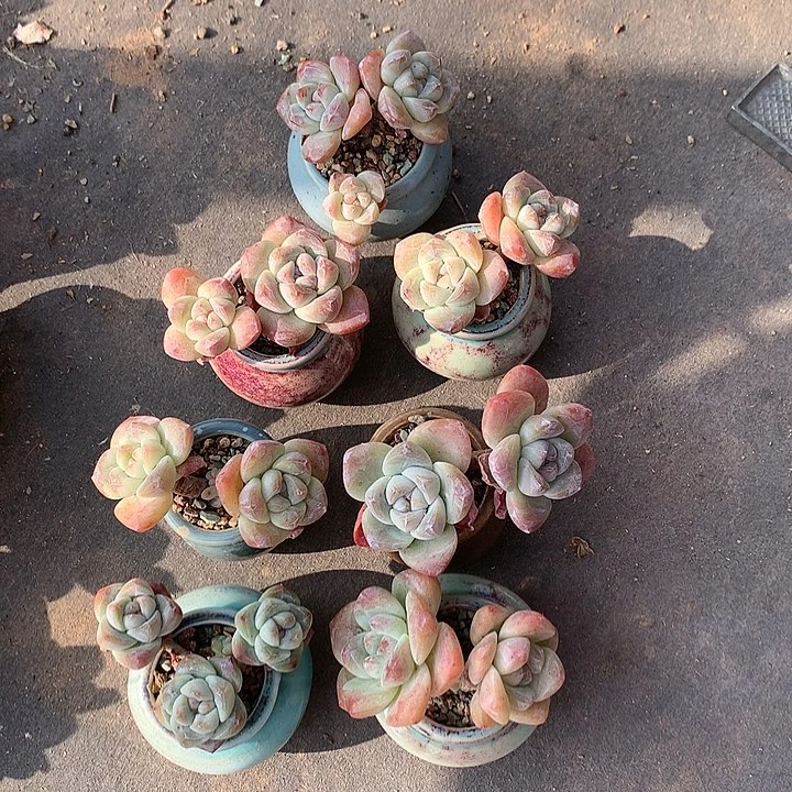 一物一拍，冰玉老庄7颗