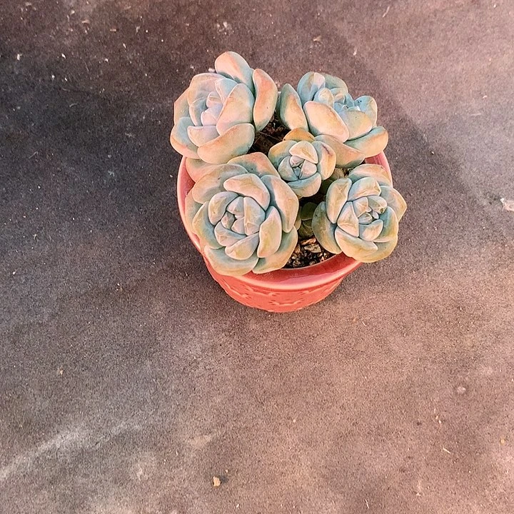 吃****…一物一拍，冰玉群带盆