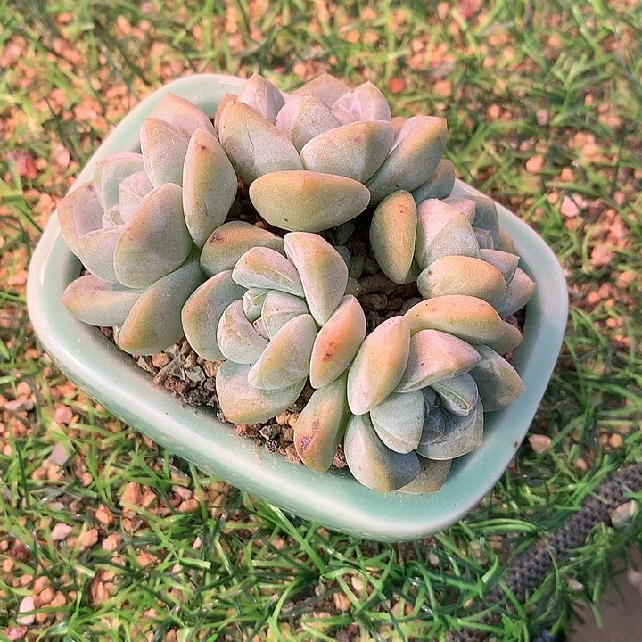 蓝***?一物一拍，带盆冰玉群