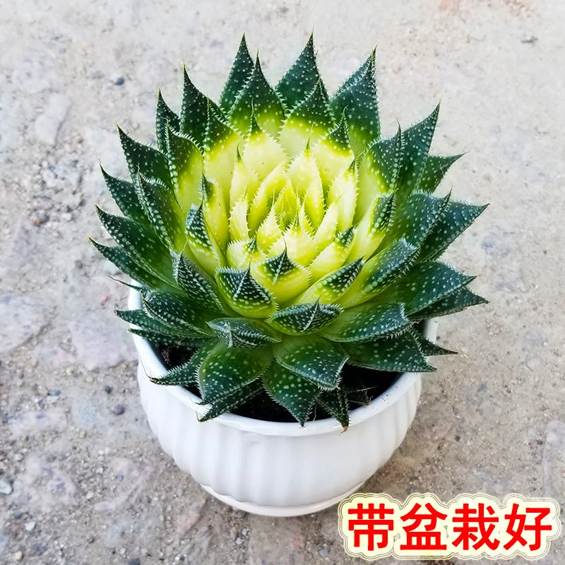 秋冬耐寒盆栽雪花波露芦荟网红绿植好养易活四季常绿吸甲醛