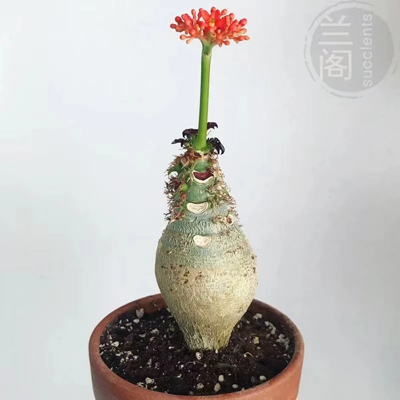 佛肚海棠根块植物大肚海棠花室内阳台绿植美观净化空气盆景包邮