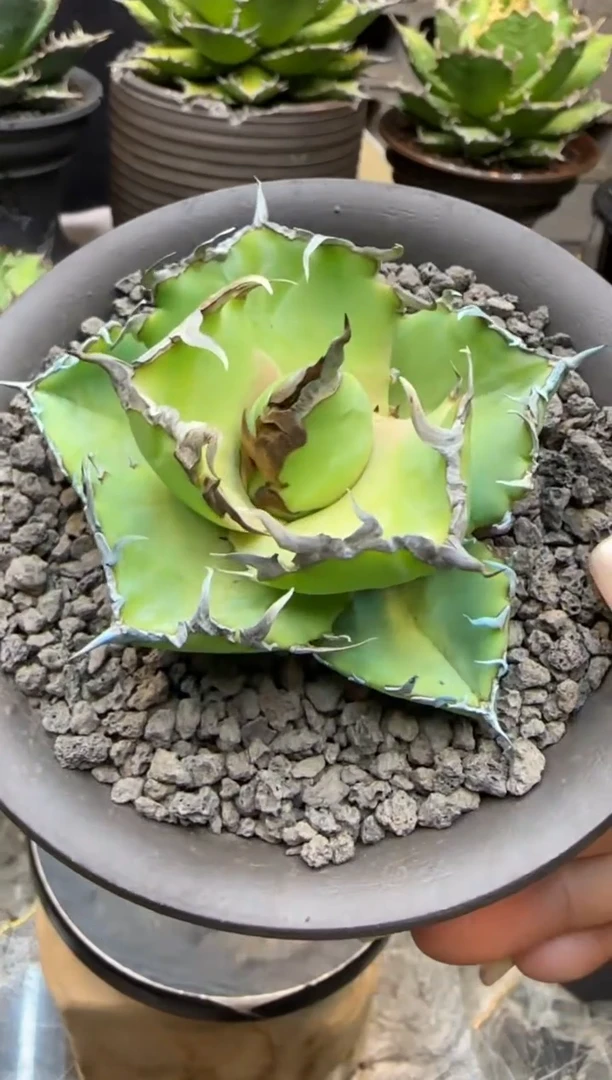 【闪购商品】螃蟹仁王冠龙舌兰