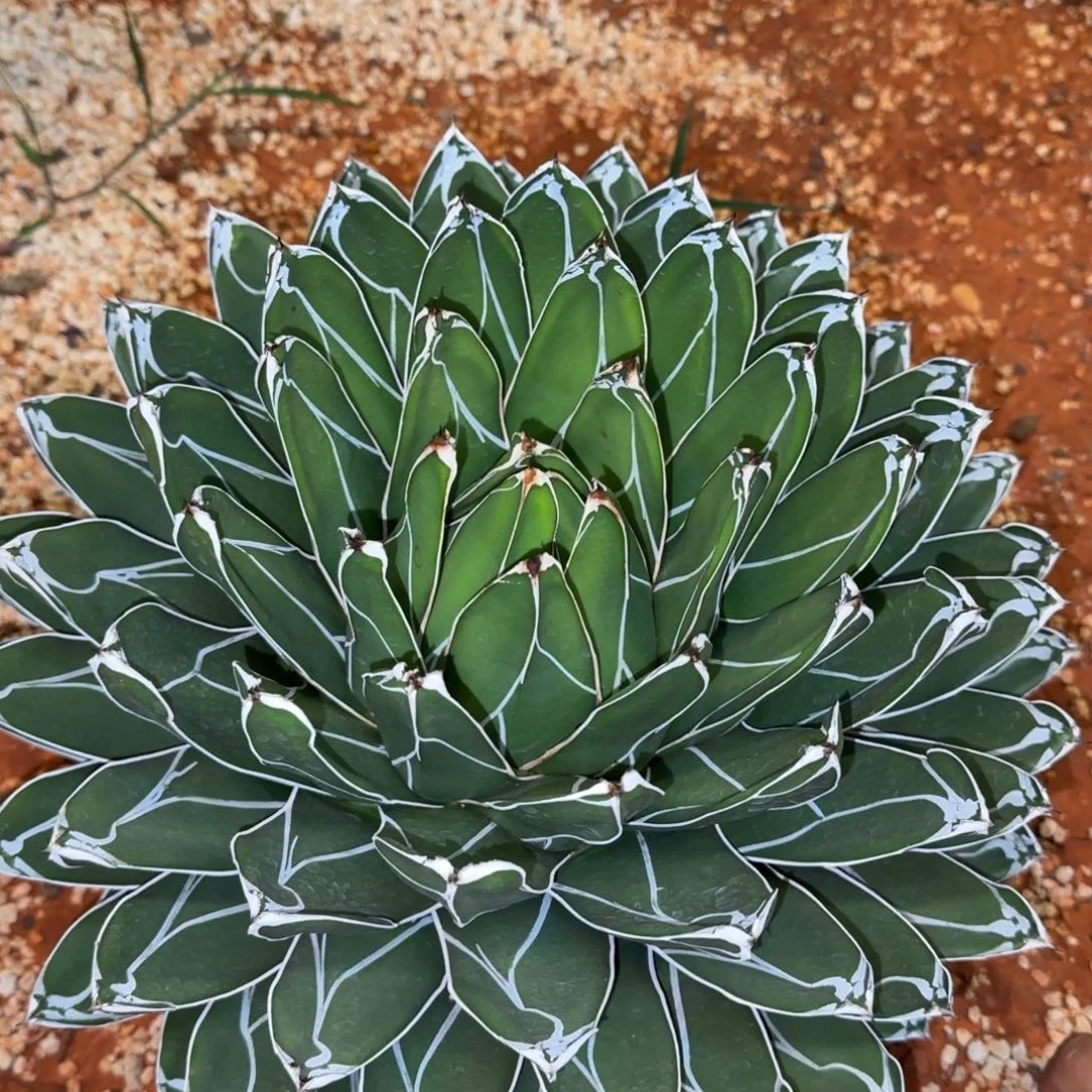 屉之雪啦啦啦啦啦啦啦