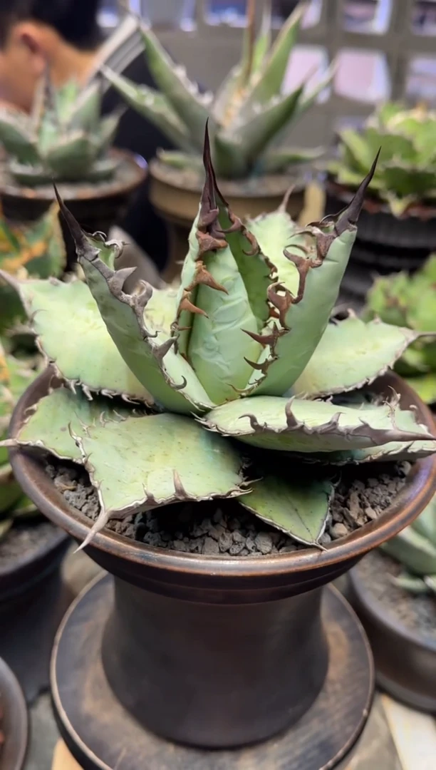 【闪购商品】蓝肌实生仁王冠龙舌兰