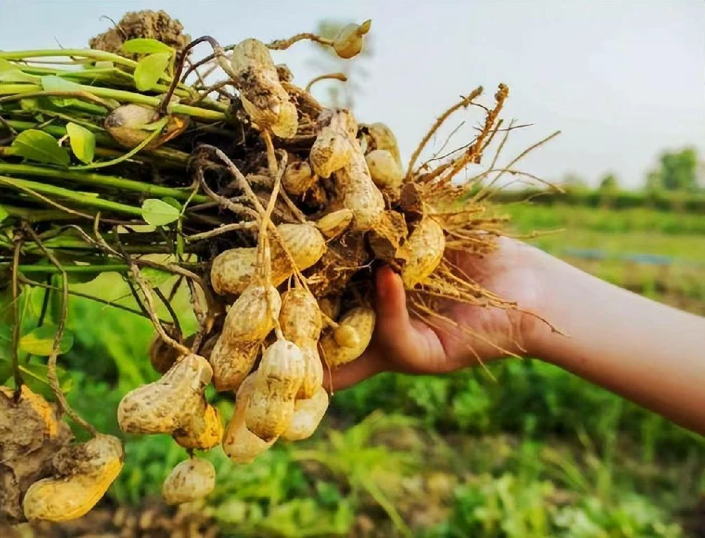 农家自榨 原生态 纯正花生油 色泽金黄 香味浓郁3斤起售