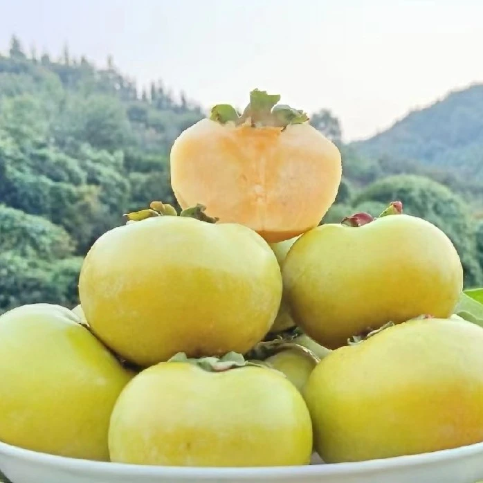 广西桂林大秋甜柿 现摘现发