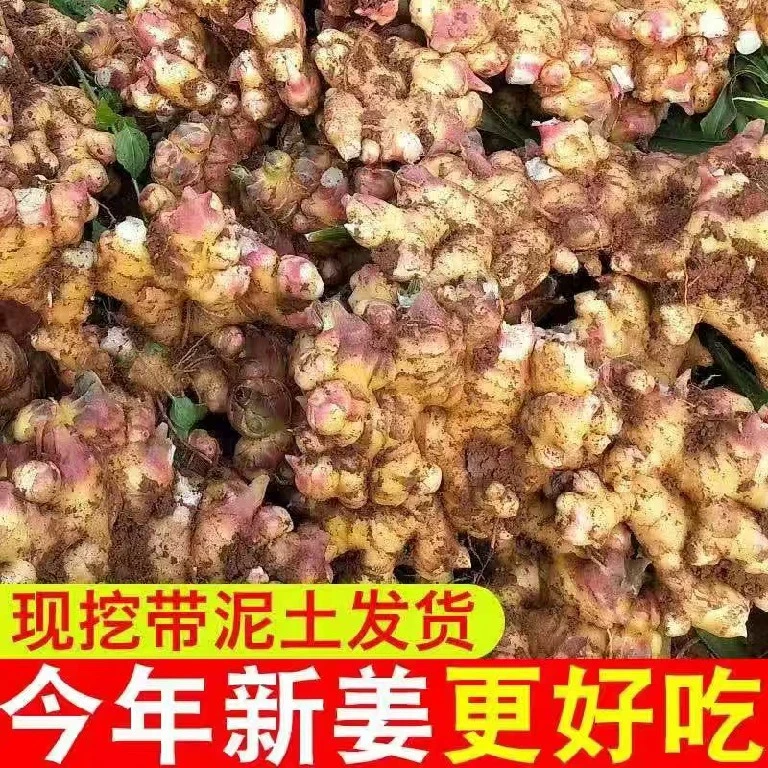 农家自种小黄姜  新鲜采挖 姜味浓郁
