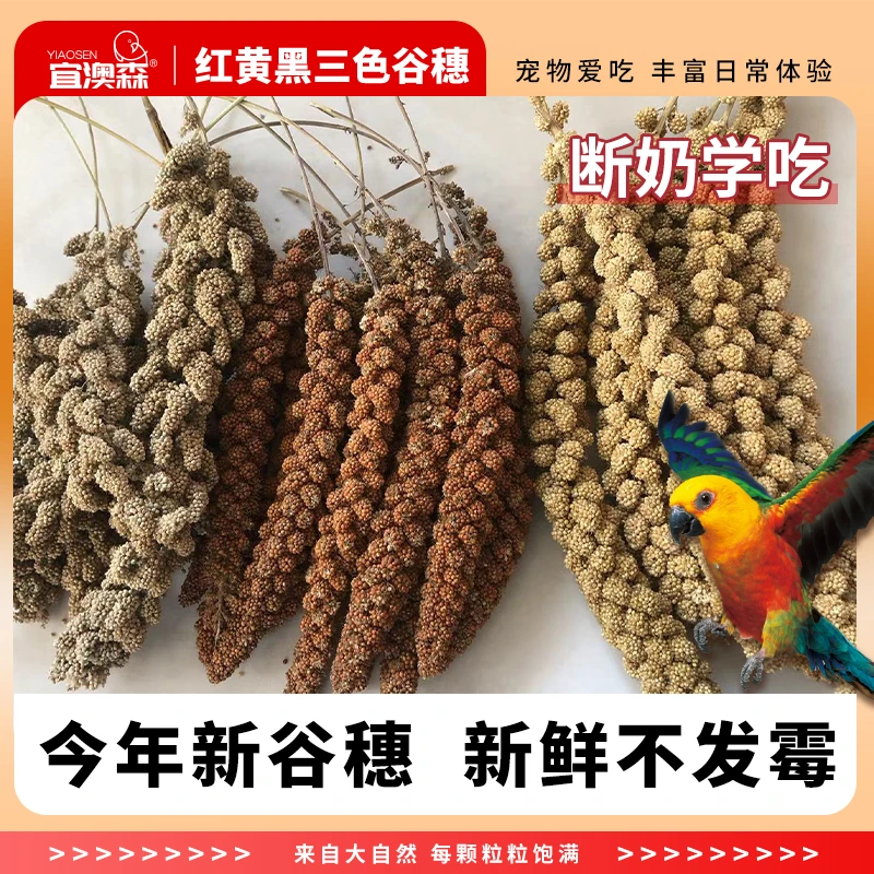 鹦鹉断奶零食黑谷穗天然黄谷穗小米穗仓鼠造景装饰摄影杂粮红谷穗
